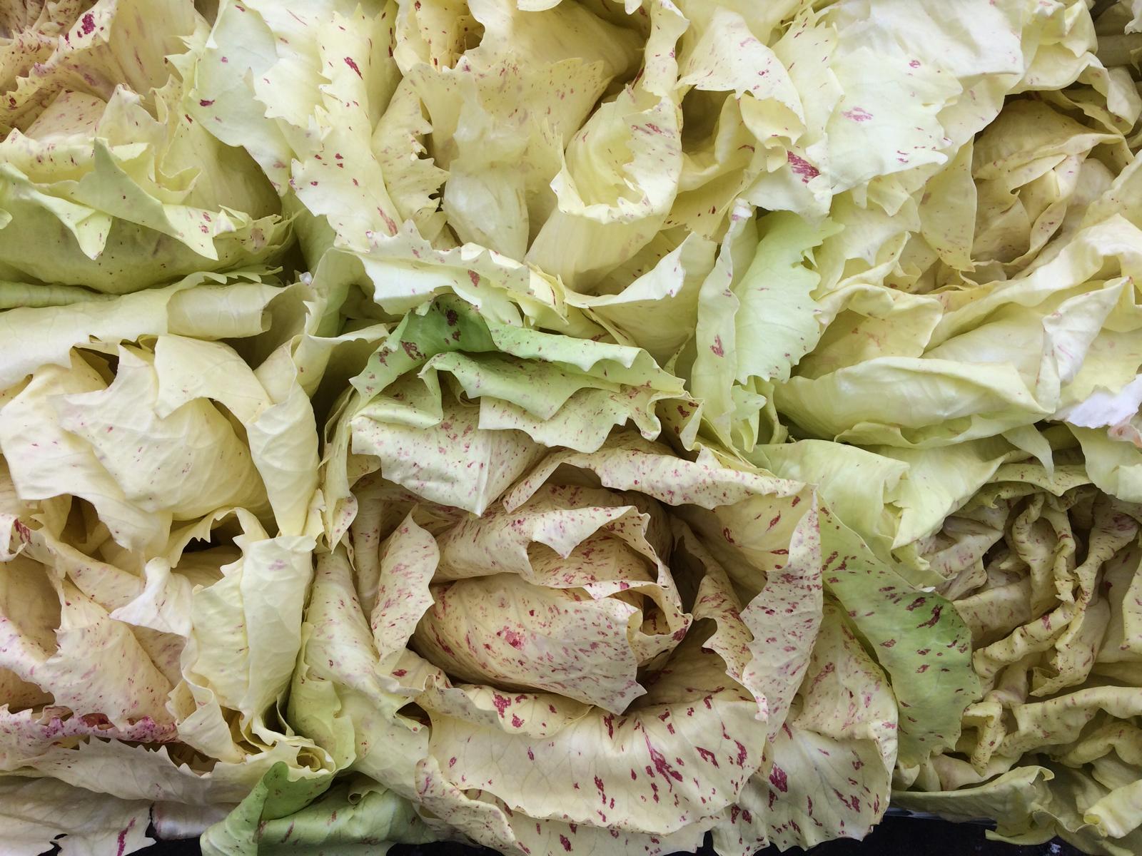 Radicchio di castelfranco